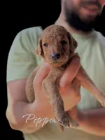 PIPPA, a female Goldendoodle for sale in Winston-Salem, NC – Photo 1 of 5
