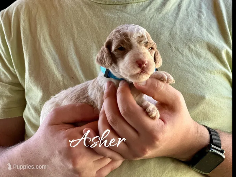 Asher – Irish Doodle puppy for sale in Winston-Salem, NC
