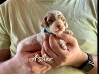 Asher, a male Irish Doodle for sale in Winston-Salem, NC – Photo 1 of 2