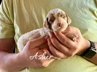 Asher, a male Irish Doodle for sale in Winston-Salem, NC – Photo 2 of 2