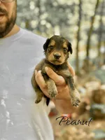 PEANUT, a male Bernedoodle for sale in Winston-Salem, NC – 3 of 4