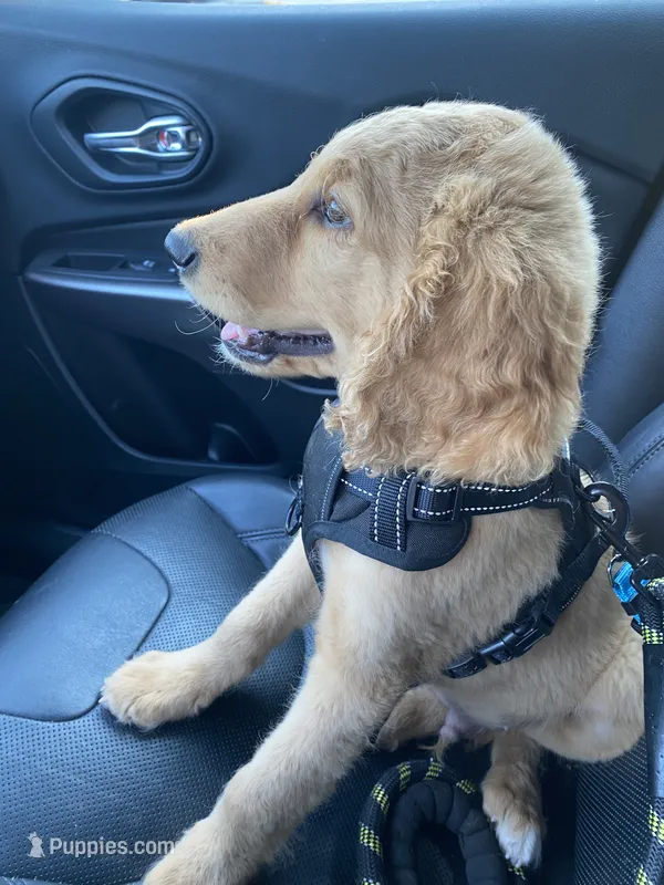Duke – Goldendoodle puppy for sale in Winston-Salem, NC