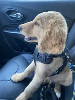 Duke, a male Goldendoodle for sale in Winston-Salem, NC – 5 of 5