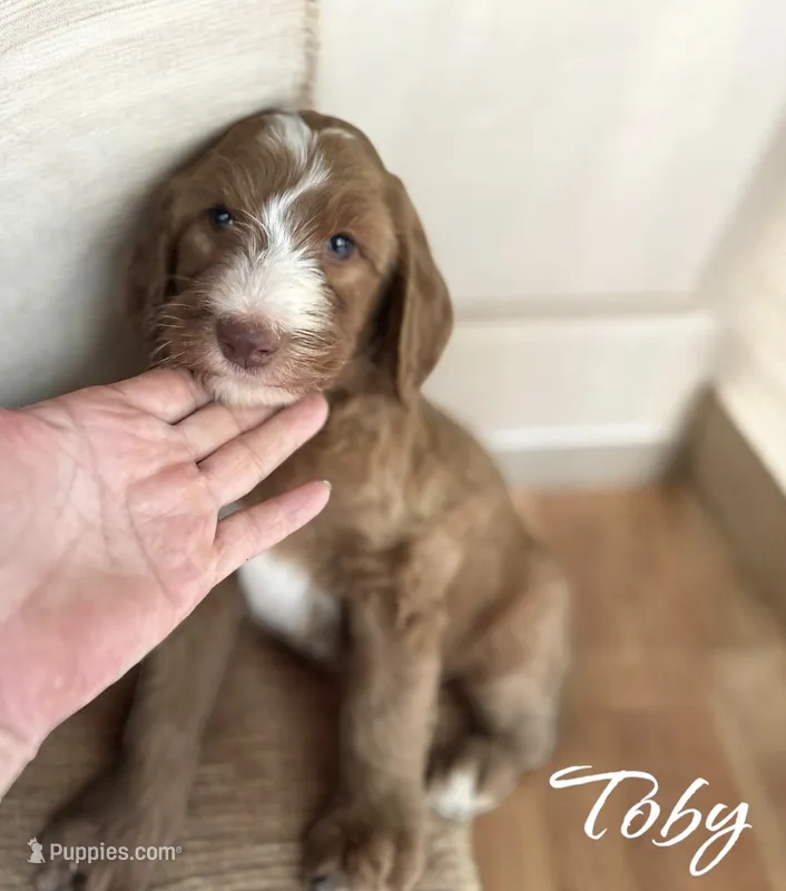 Toby – Irish Doodle puppy for sale in Winston-Salem, NC