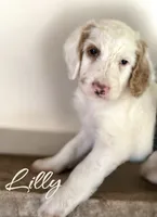 LILLY, a female Irish Doodle for sale in Winston-Salem, NC – 4 of 4
