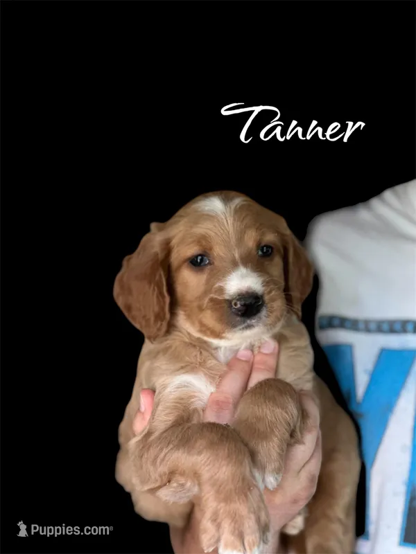 Tanner – Irish Doodle puppy for sale in Winston-Salem, NC