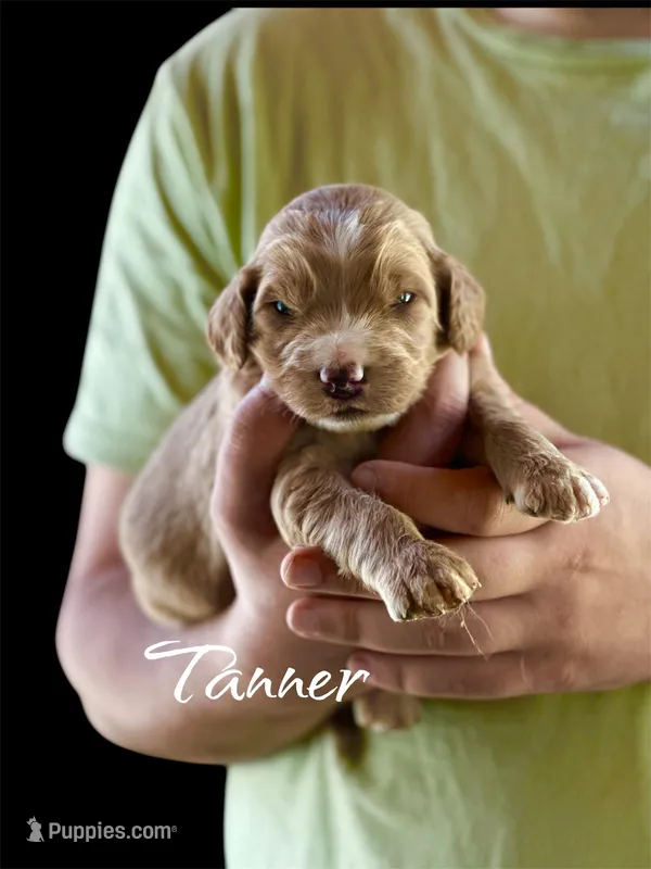 Tanner – Irish Doodle puppy for sale in Winston-Salem, NC