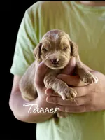 Tanner, a male Irish Doodle for sale in Winston-Salem, NC – Photo 1 of 2