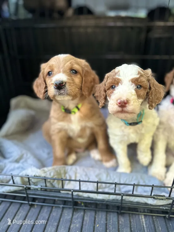 Tanner – Irish Doodle puppy for sale in Winston-Salem, NC