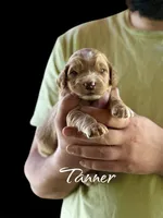 Tanner, a male Irish Doodle for sale in Winston-Salem, NC – Photo 2 of 2