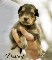 PEANUT, a male Bernedoodle for sale in Winston-Salem, NC – 2 of 4