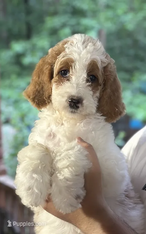 Zoe, a female Irish Doodle for sale in Winston-Salem, NC – 1 of 7
