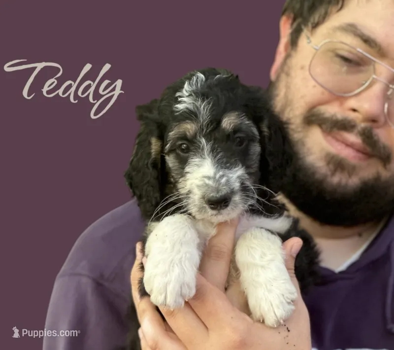 TEDDY – Bernedoodle puppy for sale in Winston-Salem, NC