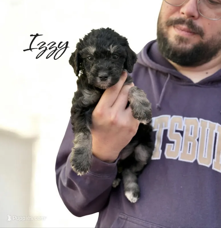 IZZY – Bernedoodle puppy for sale in Winston-Salem, NC