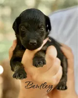 BENTLEY, a male Bernedoodle for sale in Winston-Salem, NC – 3 of 3