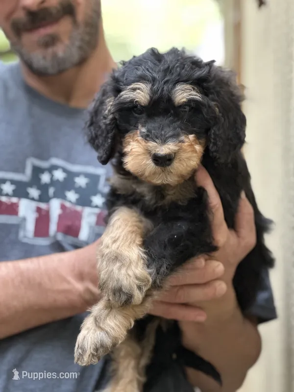CODY – Bernedoodle puppy for sale in Winston-Salem, NC