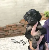 BENTLEY, a male Bernedoodle for sale in Winston-Salem, NC – 6 of 6