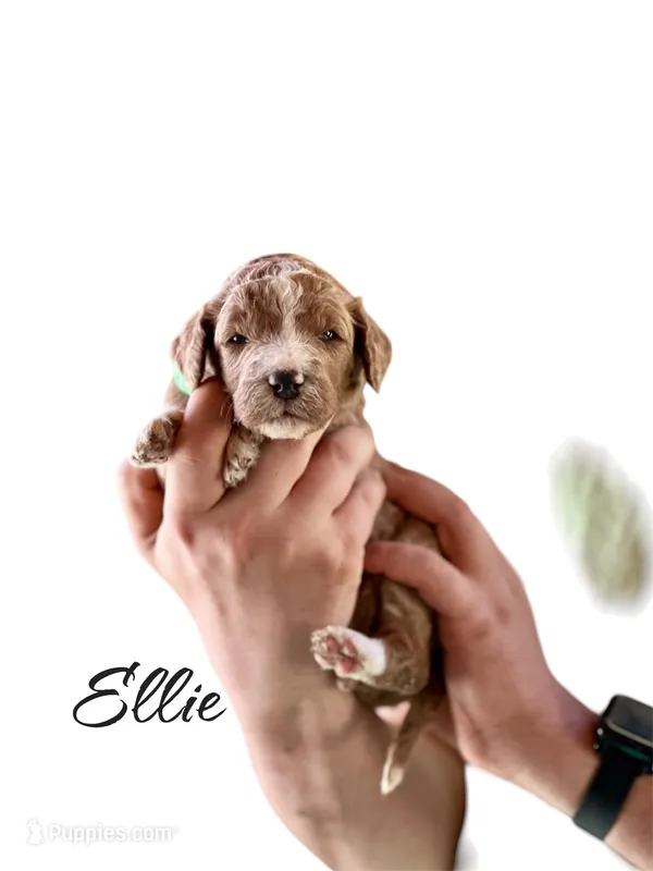 ELLIE – Irish Doodle puppy for sale in Winston-Salem, NC