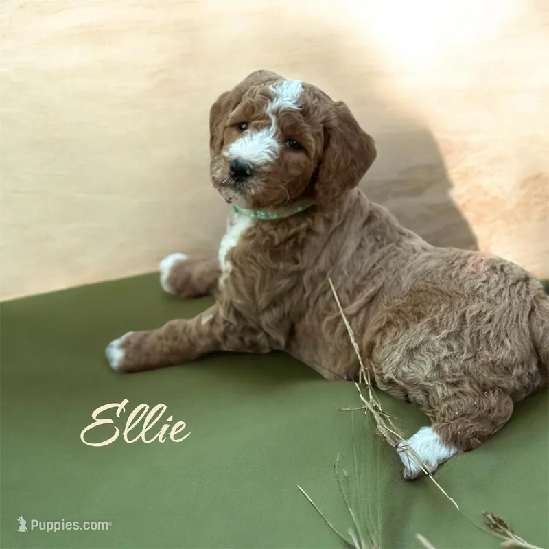 ELLIE – Irish Doodle puppy for sale in Winston-Salem, NC
