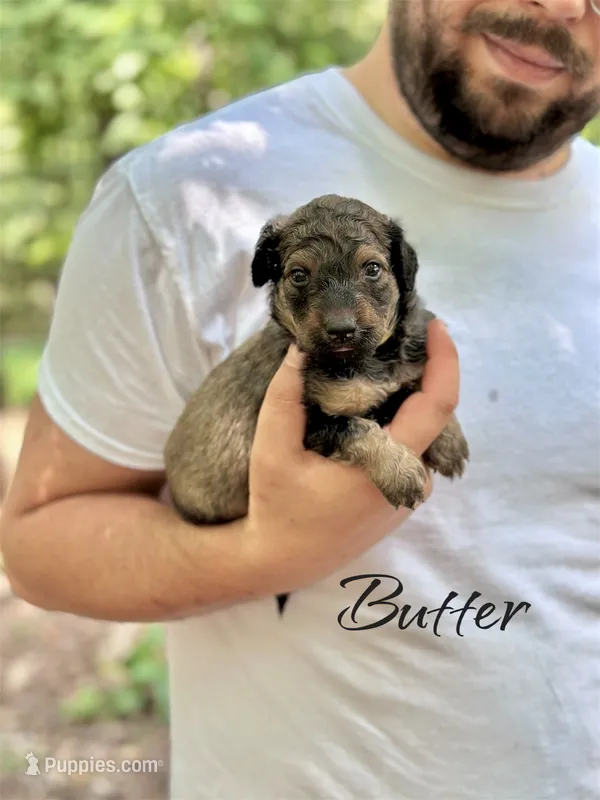 BUTTER – Bernedoodle puppy for sale in Winston-Salem, NC