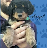 ANGEL, a female Bernedoodle for sale in Winston-Salem, NC – 3 of 6