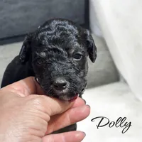 DOLLY, a female Bernedoodle for sale in Winston-Salem, NC – 2 of 2