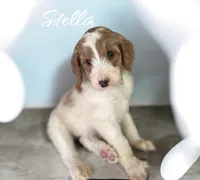 STELLA, a female Irish Doodle for sale in Winston-Salem, NC – 3 of 4