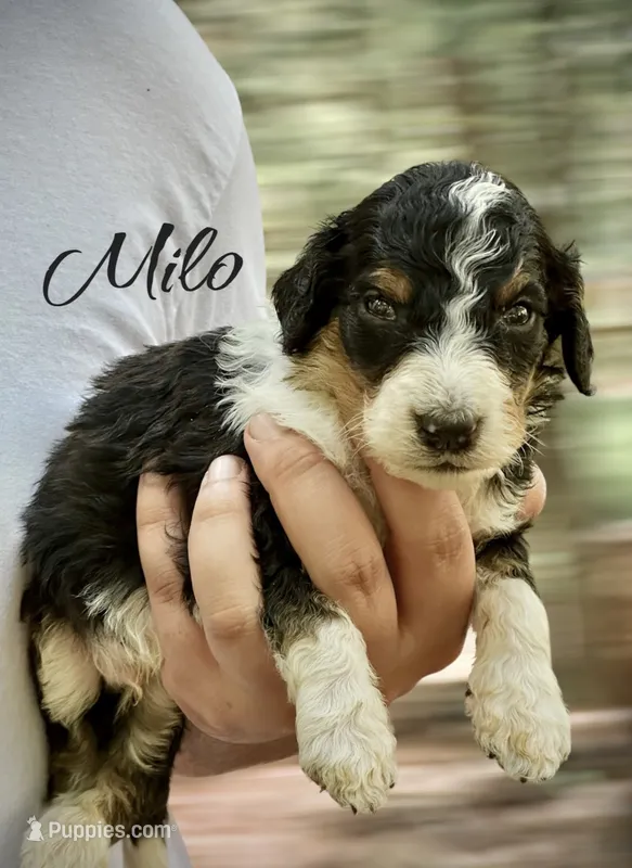 MILO – Bernedoodle puppy for sale in Winston-Salem, NC