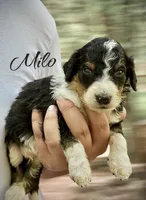 MILO, a male Bernedoodle for sale in Winston-Salem, NC – 1 of 2