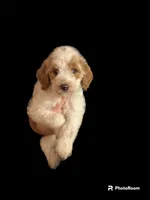 OSCAR, a male Goldendoodle for sale in Winston-Salem, NC – Photo 1 of 2