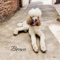 JEWEL TRI-COLOR, a female Bernedoodle for sale in Winston-Salem, NC – 4 of 5