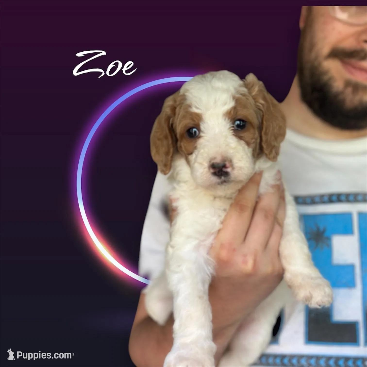 Zoe, a female Irish Doodle for sale in Winston-Salem, NC – 5 of 7