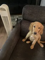 Duke, a male Goldendoodle for sale in Winston-Salem, NC – 3 of 5
