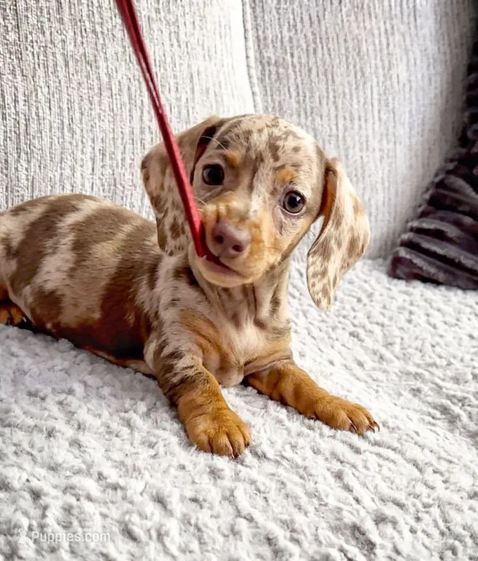 Max – Miniature Dachshund puppy for sale in Charlotte, NC