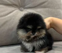 LILI, a female Pomeranian for sale in Charlotte, NC – 3 of 3