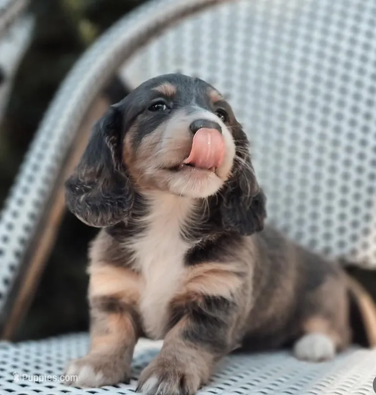 Brandon – Miniature Dachshund puppy for sale in Charlotte, NC
