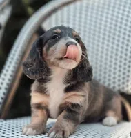 Brandon, a male Miniature Dachshund for sale in Charlotte, NC – 1 of 3