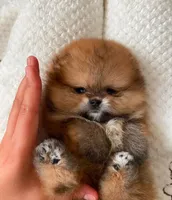 Dudu, a female Pomeranian for sale in Charlotte, NC – 2 of 3