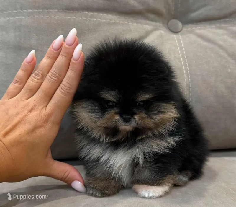 LILI – Pomeranian puppy for sale in Charlotte, NC