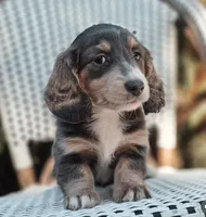 Brandon, a male Miniature Dachshund for sale in Charlotte, NC – 2 of 3
