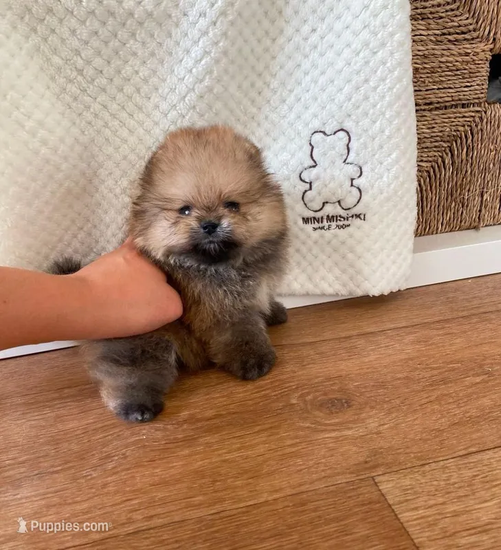 Dudu – Pomeranian puppy for sale in Charlotte, NC