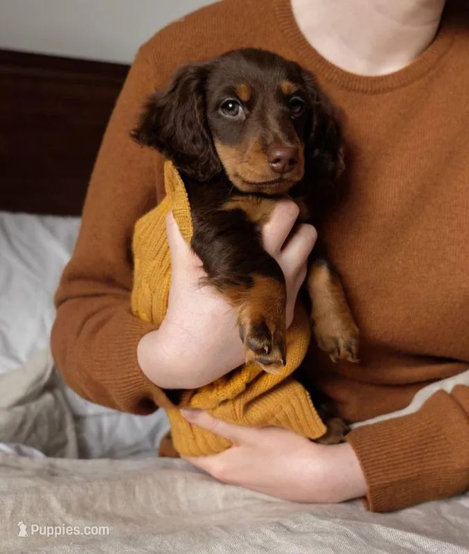 Cindy – Miniature Dachshund puppy for sale in Charlotte, NC