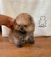 Dudu, a female Pomeranian for sale in Charlotte, NC – 3 of 3