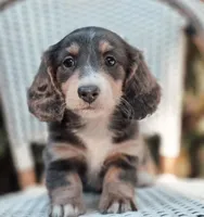 Brandon, a male Miniature Dachshund for sale in Charlotte, NC – 3 of 3