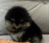 LILI, a female Pomeranian for sale in Charlotte, NC – 2 of 3