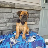 Colten, a male Cane Corso for sale in Grabill, IN – Photo 1 of 6
