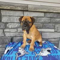 Colten, a male Cane Corso for sale in Grabill, IN – Photo 2 of 6