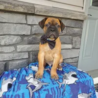 Colten, a male Cane Corso for sale in Grabill, IN – Photo 4 of 6