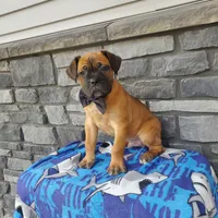 Colten, a male Cane Corso for sale in Grabill, IN – Photo 6 of 6
