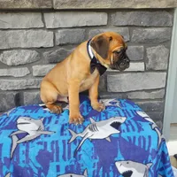 Colten, a male Cane Corso for sale in Grabill, IN – Photo 3 of 6